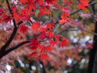 横浜市都筑区・ささぶねロードの紅葉