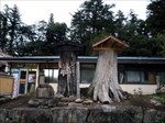 賀茂神社と池月を繋いだとされる枯木
