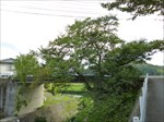 三隅町の佐々木桜