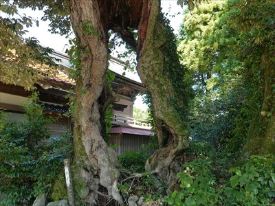 佐比賣山神社（多根）・朽ちかけた椎の木