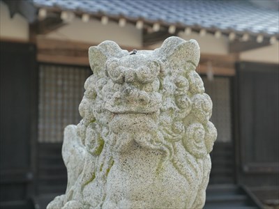 敬川八幡宮の狛犬・吽・アップ