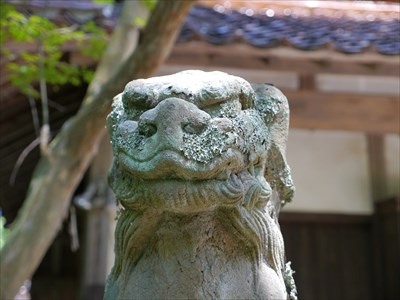 櫛色天蘿箇彦命神社の狛犬・吽・アップ