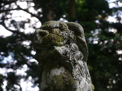 大麻山神社の狛犬・吽・アップ