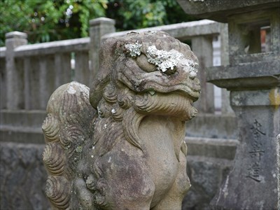 大日霊神社の狛犬・吽・アップ