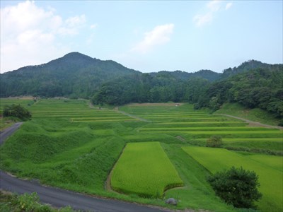 The Rice Terrace in Ino