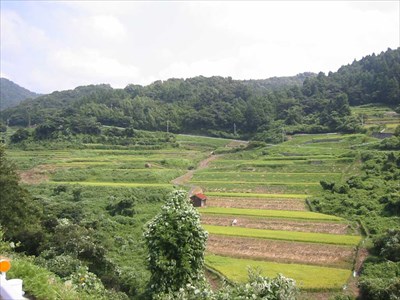 The Rice Terrace in Murodani